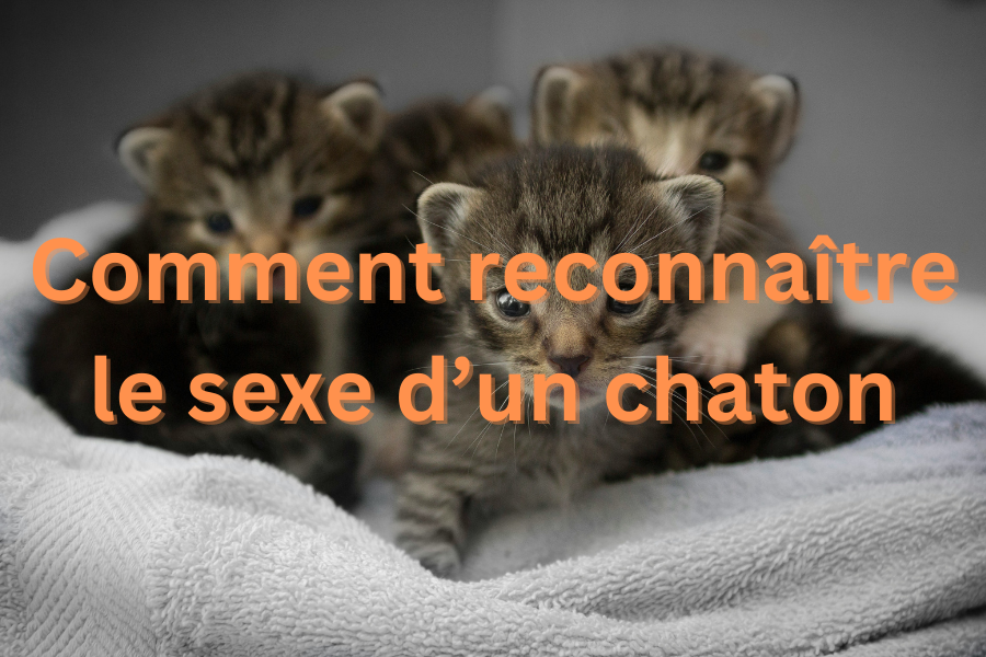 Comment reconnaître le sexe d’un chaton