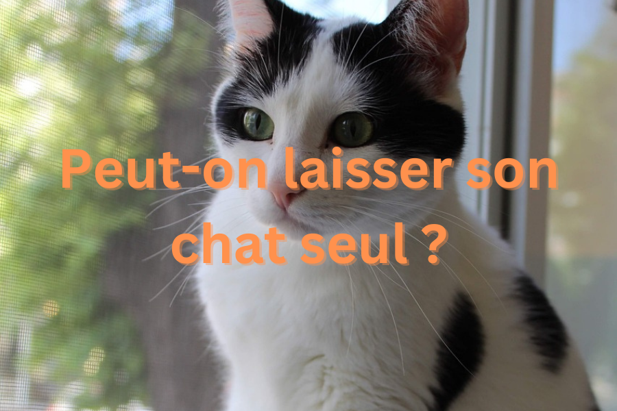 Peut-on laisser son chat seul ?