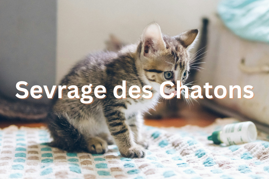 Sevrage des Chatons